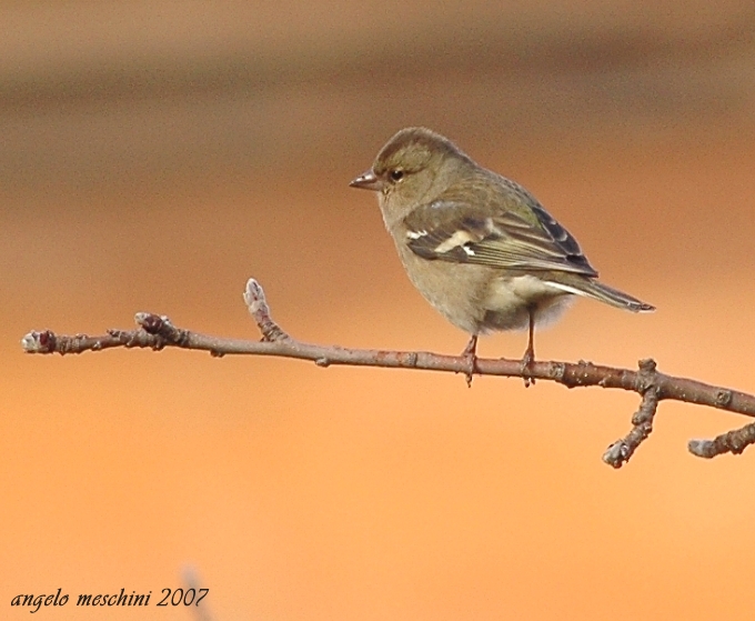 Fringuello Frinigilla coelebs